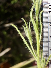 Cryptantha microstachys