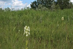 Platanthera praeclara