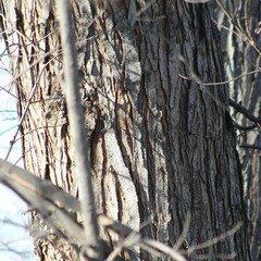 Acer saccharinum