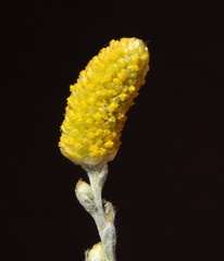 Angianthus tomentosus