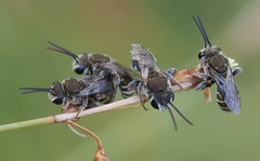 Lipotriches australica