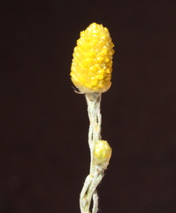 Angianthus tomentosus