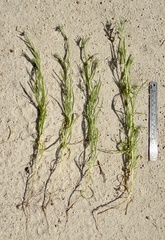 Cryptantha microstachys