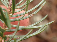 Contarinia pseudotsugae