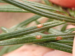 Contarinia pseudotsugae