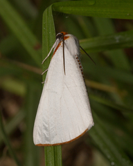 Thalaina selenaea