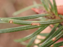 Contarinia pseudotsugae