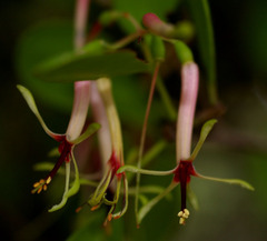 Muellerina celastroides