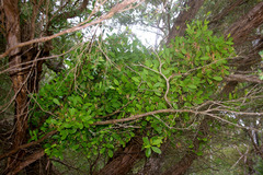 Muellerina celastroides