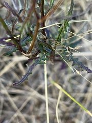 Senecio hispidulus