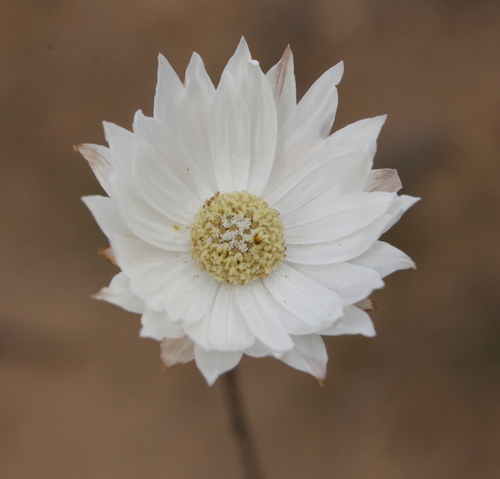 Argentipallium niveum