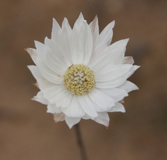 Argentipallium niveum