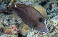 Cantherhines pardalis