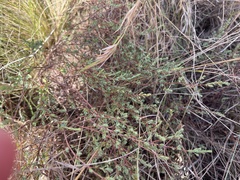 Pimelea spinescens spinescens
