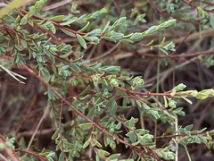 Pimelea spinescens spinescens