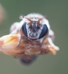 Lipotriches australica