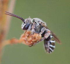 Lipotriches australica