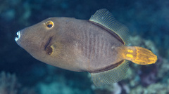 Cantherhines dumerilii