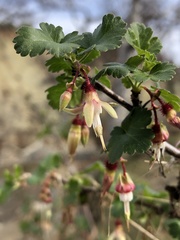 Ribes californicum