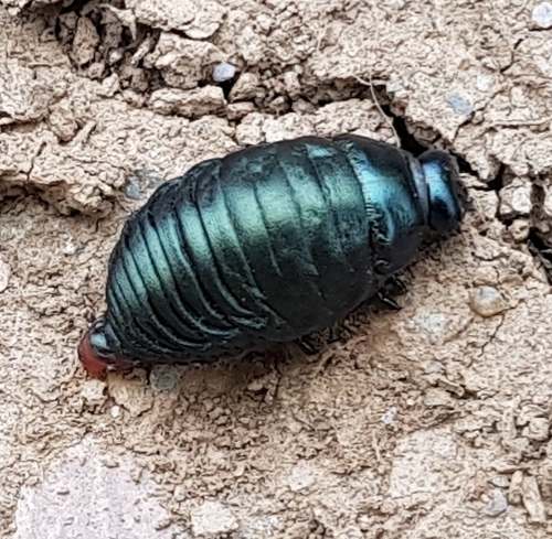 Bloody-nosed Beetle, Newport SA42 0RY, UK, photo 5 of 10