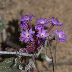 Abronia umbellata
