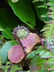 Phegopteris decursive-pinnata