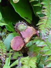 Phegopteris decursive-pinnata
