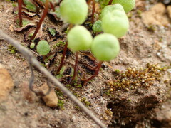 Asterella palmeri