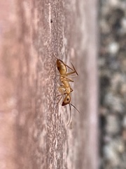 Camponotus festinatus