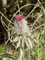 Cirsium occidentale occidentale
