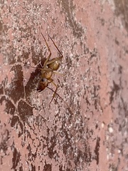 Camponotus festinatus