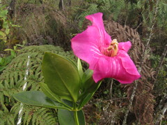 Symbolanthus anomalus