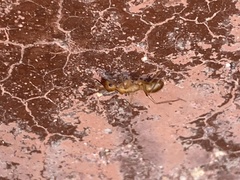 Camponotus festinatus