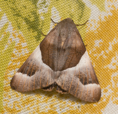Niceteria macrocosma