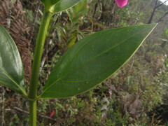 Symbolanthus anomalus