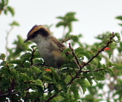 Aphrastura spinicauda