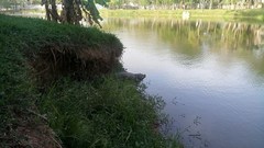 Crocodylus moreletii