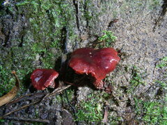 Tubaria rufofulva