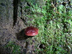 Tubaria rufofulva