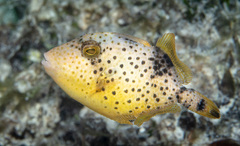 Pseudobalistes flavimarginatus