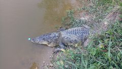 Crocodylus moreletii