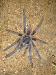 Lasiodora