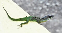 Anolis extremus
