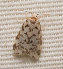 Goniosema anguliscripta