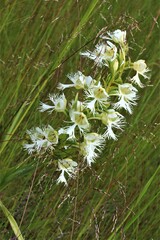 Platanthera praeclara