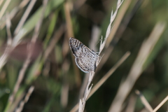Leptotes cassius