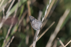 Leptotes cassius