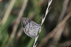 Leptotes cassius
