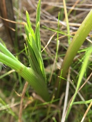 Perideridia kelloggii