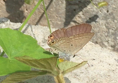 Euchrysops cnejus cnejus